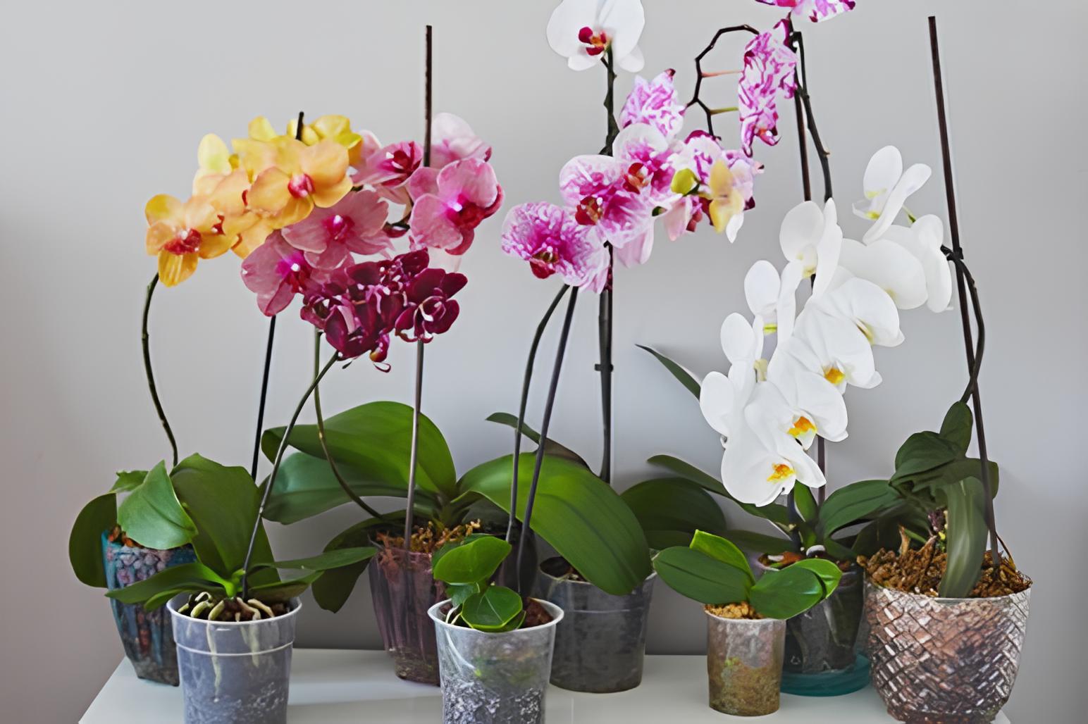 Tiga Rekomendasi Tanaman Hias untuk Mempercantik Rumah Anda